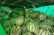 坞罗免费吃瓜,坞罗带你畅享夏日清凉